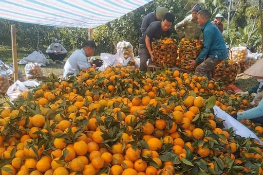 Được giá mùa thu hoạch, người trồng cam Vinh phấn khởi chờ Tết