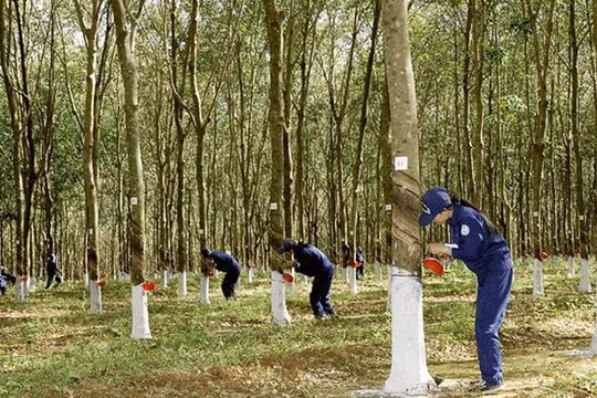 Cao su Phước Hòa (PHR) cổ phiếu vừa hồi phục, lãnh đạo liền bán ra nhiều hơn so với lượng đăng ký