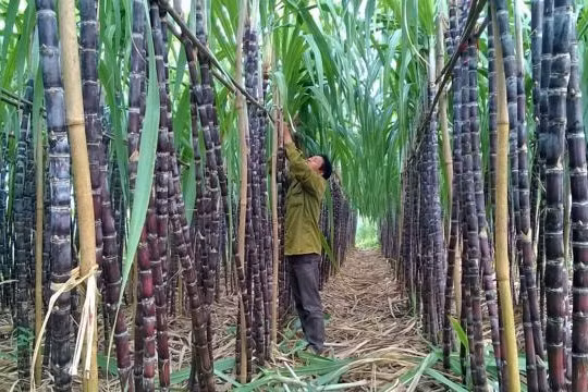 CTCP Mía đường Sơn La (SLS) bị xử phạt và truy thu thuế