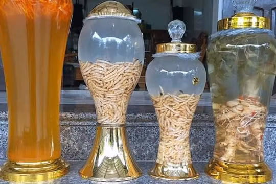 Độc lạ loại sâu chít giá tiền triệu được săn tìm để ngâm rượu đón Tết
