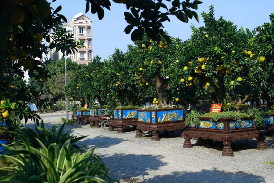“Đột nhập” vườn bưởi cảnh tiền tỷ của nhà vườn tại Hưng Yên