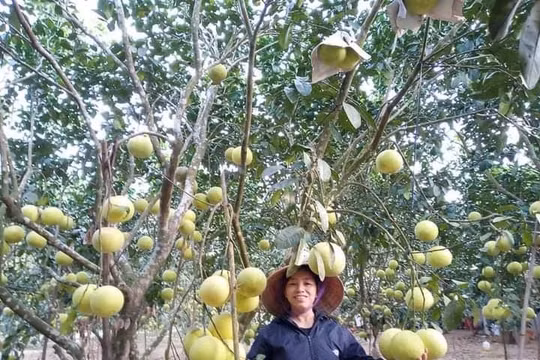Hà Tĩnh: Người dân phấn khởi khi đặc sản bưởi Phúc Trạch vào mùa