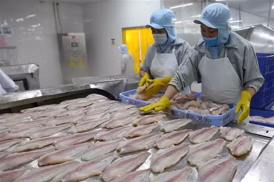 Cá tra hướng đến mục tiêu kim ngạch xuất khẩu đạt trên 1,6 tỷ USD