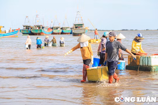 Nam Định: Tấp nập phiên chợ cá chiều bến Giao Hải
