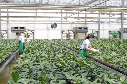 Hà Nội xây dựng mô hình sản xuất nông nghiệp hiện đại, ứng dụng công nghệ cao