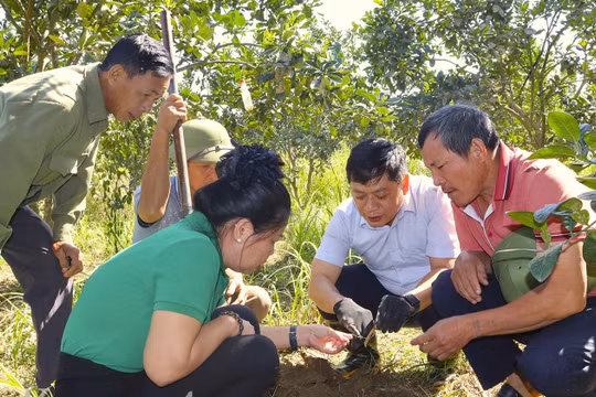 Cách làm hay và sáng tạo trong giảm nghèo bền vững ở Tuyên Quang