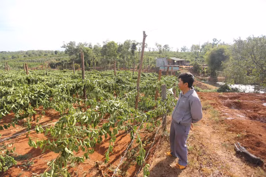 Liên tiếp xảy ra hàng loạt vụ chặt phá cây trồng ở Gia Lai