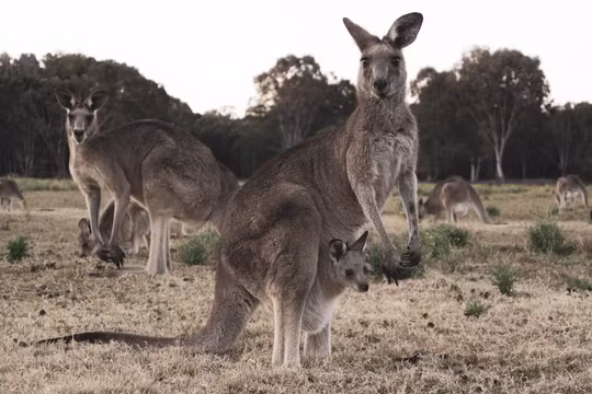 Tử vong vì bị kangaroo tấn công trong trang trại