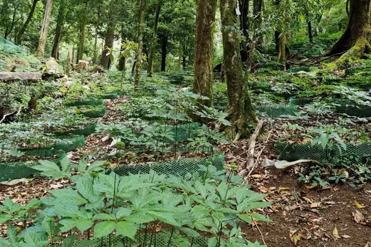 Đình chỉ mã số vùng trồng sâm Ngọc Linh của một doanh nghiệp ở Kon Tum