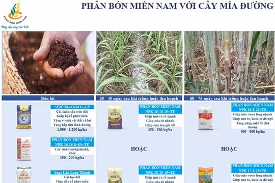 Canh tác cây mía đường hiệu quả với Phân bón Miền Nam