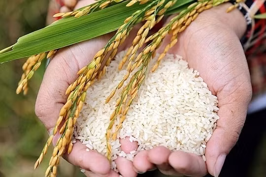 Giá lúa gạo hôm nay 31/10: Gạo nguyên liệu và cám giảm nhẹ, thị trường duy trì ổn định cuối vụ