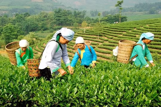 Chính sách giảm nghèo đã và đang giúp người dân nâng cao năng lực, khơi dậy nội lực để thoát nghèo