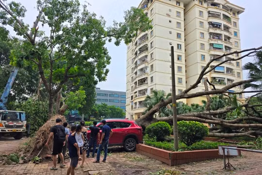 Hơn 940 cây xanh đổ gãy sau dông lớn, Hà Nội khẩn trương khắc phục