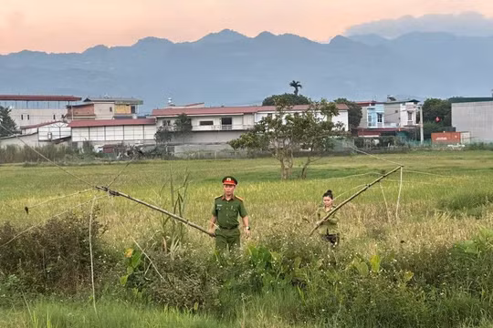 Lào Cai: Tháo dỡ nhiều loại lưới săn bắt chim hoang dã trái phép