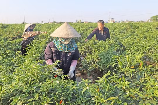 Xã Phúc Sơn hướng tới mục tiêu nông thôn mới nâng cao giai đoạn 2025-2030