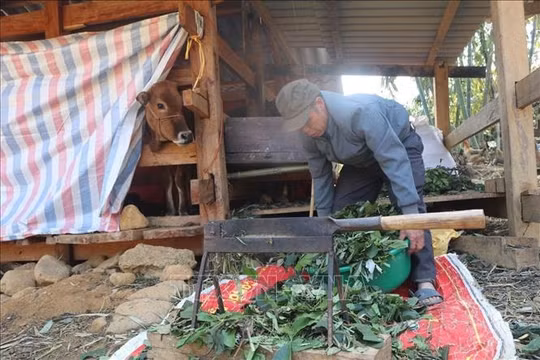 Thủ tướng Chính phủ chỉ đạo chủ động phòng, chống rét đậm, rét hại kéo dài