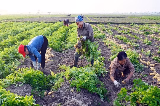 Bắc Ninh: Phát triển nông nghiệp bền vững, hướng tới tương lai xanh