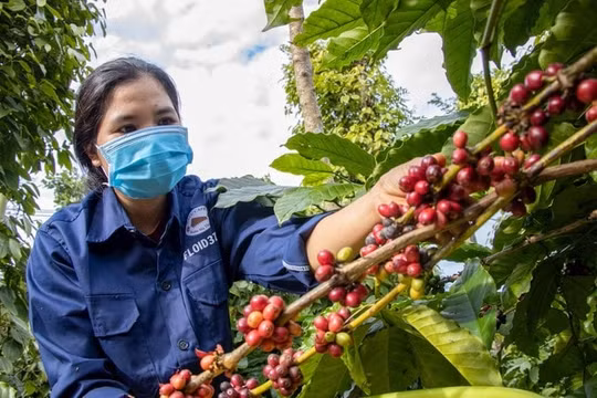 Giá nông sản hôm nay 24/10/2025: Giá cà phê tiếp đà tăng mạnh, hồ tiêu duy trì ổn định