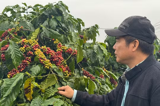 Cuộc thi Rang cà phê Việt Nam năm 2025 sẽ diễn ra vào ngày 10/3