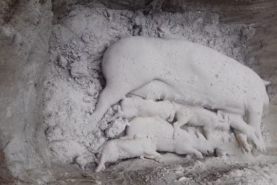 Quyết liệt chống dịch tả lợn châu Phi, không để đứt gãy nguồn thịt cuối năm