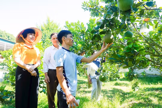 Những cách làm sáng tạo trong giảm nghèo ở Nghệ An