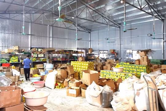 Thu hàng chục tỷ đồng từ bán chè Thái Nguyên giả, một đối tượng bị khởi tố