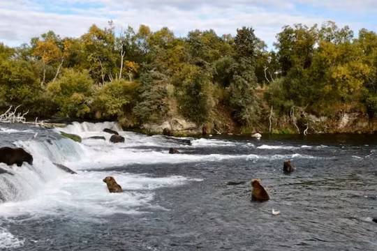 Alaska bị kiện vì cho phép săn gấu từ trực thăng