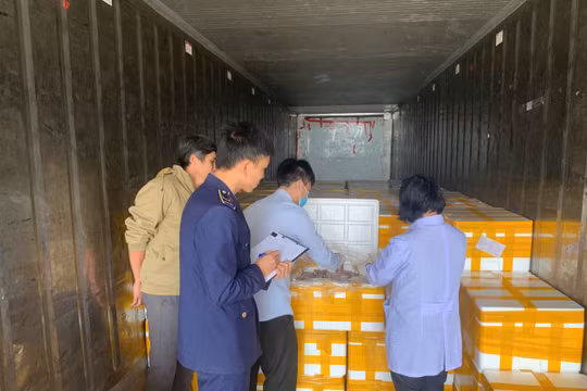 Rùng mình 10 tấn cá khoai nhiễm chất cực độc trên đường đi tiêu thụ khắp miền Trung