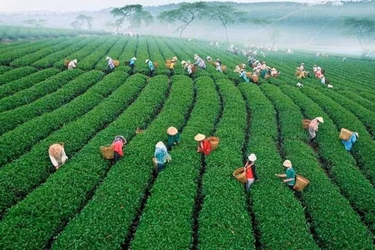 Lần đầu tiên Việt Nam tổ chức Lễ hội Trà quốc tế