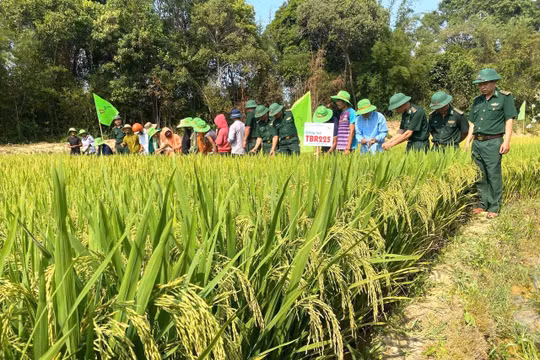 'Gieo' ấm no nơi biên giới Việt - Lào
