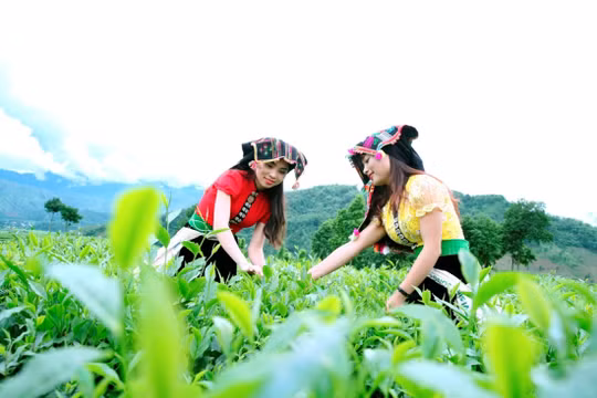 'Sống ảo' ở đồi chè Tân Uyên
