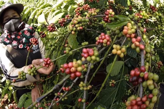 Giá nông sản hôm nay ngày 12/7/2025: Giá cà phê tiếp tục rớt giá