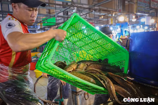 Chợ đầu mối, 'thủ phủ' cá lóc nướng xuyên đêm chuẩn bị cho ngày vía Thần tài