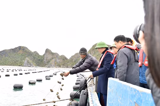 Xây dựng chính sách bảo hiểm để chia sẻ rủi ro cho người nuôi trồng thuỷ sản khi gặp thiên tai, dịch bệnh