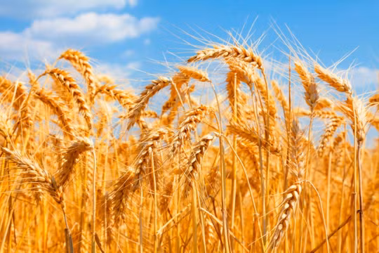 Thâm hụt thương mại Ukraine tăng thêm 7,5 tỷ USD so với năm ngoái