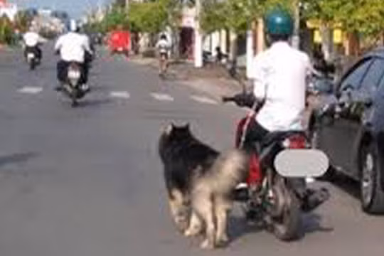Chở 'thú cưng' trên xe máy, tài xế có thể bị phạt đến 14 triệu đồng