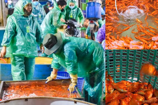 Hà Nội: Giá cá chép tăng cao, tiểu thương lo lắng trước ngày cúng ông Công, ông Táo