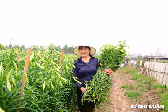 Người dân làng Tây Tựu bội thu hoa loa kèn đầu mùa vụ