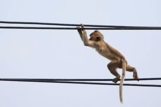 Khỉ gây mất điện toàn quốc ở Sri Lanka