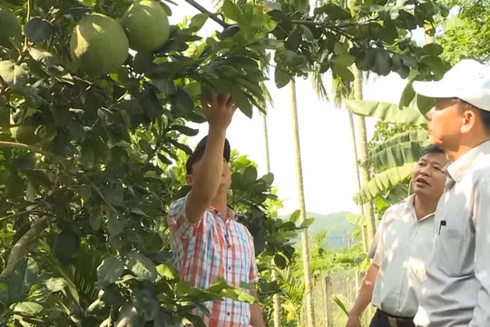 Giảm nghèo từ chuyển đổi cơ cấu cây trồng tại Quảng Ngãi