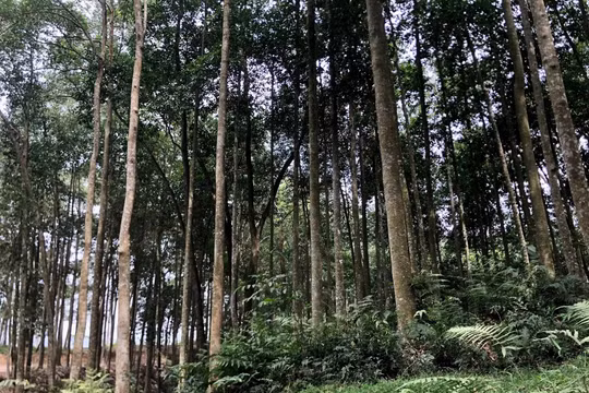 Lào Cai: Chi hơn 10 tỷ đồng hỗ trợ trồng 600 ha rừng sản xuất loài cây gỗ lớn