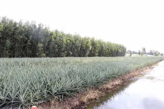 Cần Thơ: Tín dụng chính sách phát huy hiệu quả, góp phần giảm nghèo bền vững