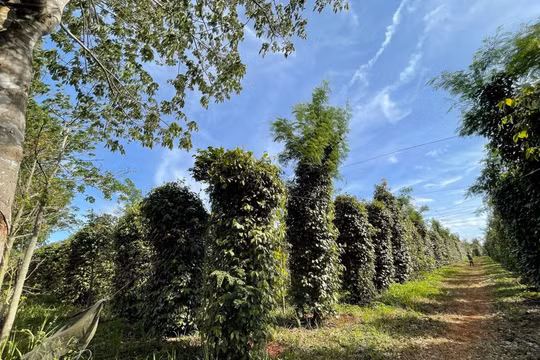 Giá tiêu hôm nay 11/12/2025: Có thêm đợt tăng mới
