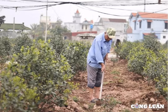 Các nhà vườn trồng quất, đào cảnh tất bật vào vụ mới