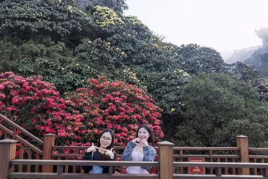 Tháng 3 lên đỉnh Fansipan ngắm đỗ quyên rực rỡ đẹp tựa chốn tiên cảnh