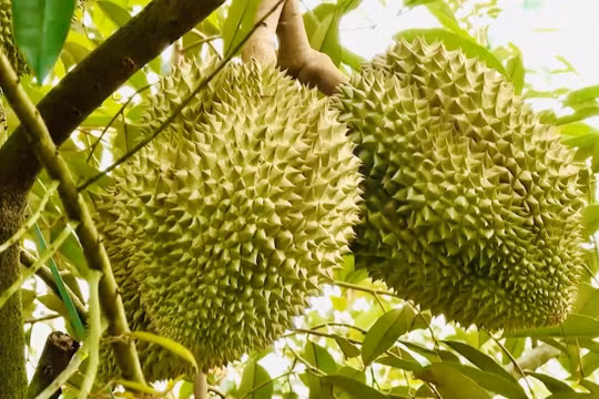 Giá sầu riêng hôm nay 18/10: Đồng bằng sông Cửu Long giảm nhẹ, Tây Nguyên tiếp tục neo cao