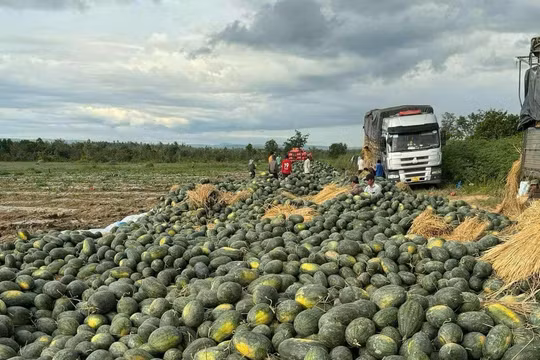 Vụ dưa "đắng" ở vùng Đông Nam Gia Lai
