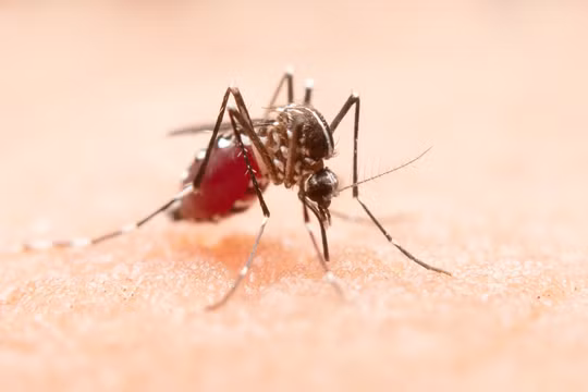 Bộ Y tế bác tin đồn Việt Nam có ca mắc Chikungunya đầu tiên
