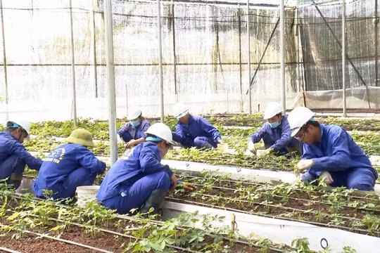 Tỉnh Kon Tum yêu cầu báo cáo lại vụ cấp mã số vùng trồng sâm Ngọc Linh