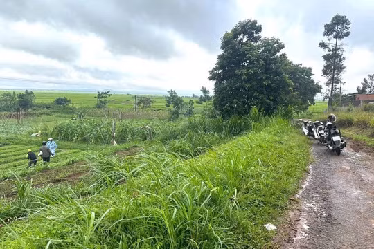 Gia Lai: Đi làm giữa trời mưa, người phụ nữ bị cây đè trúng tử vong